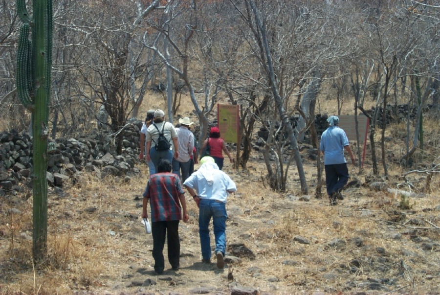 Buscan modificar la ley para permitir el aprovechamiento forestal