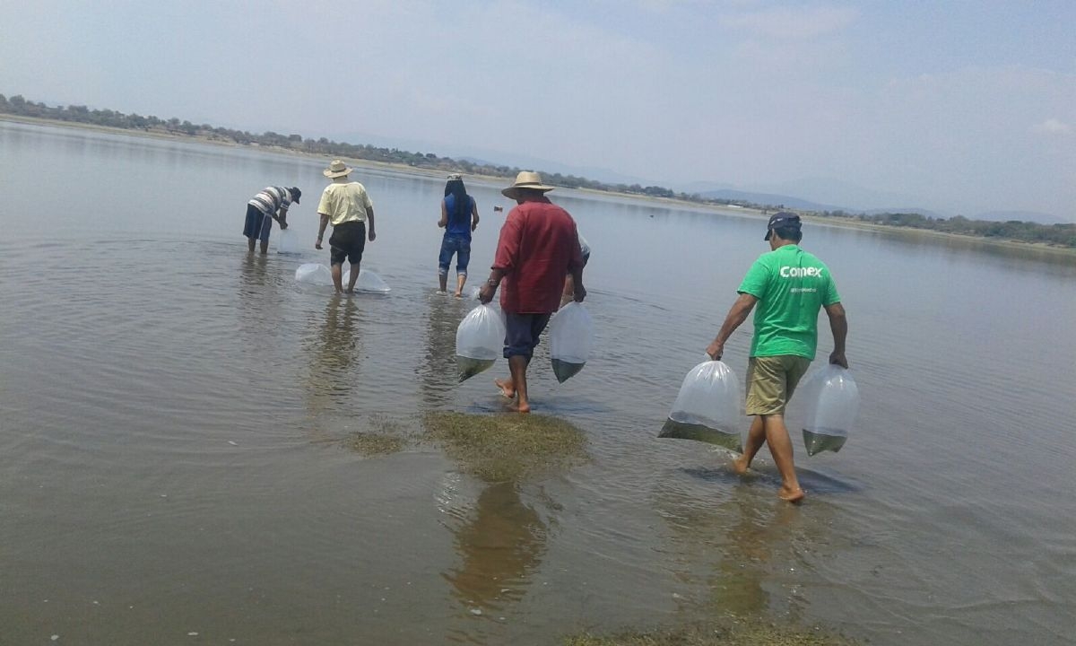 Pescadores de Miacatlán realizan primera siembra del año