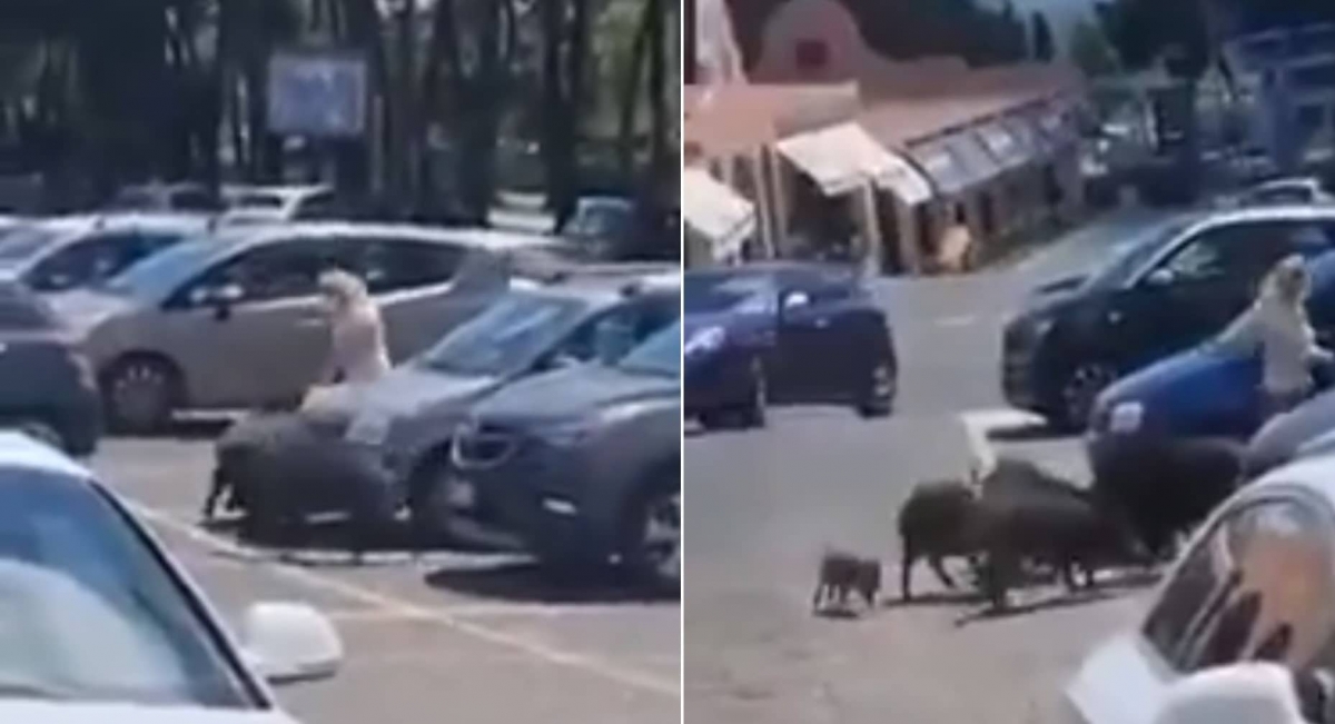 Jabalíes roban compras del supermercado de una mujer