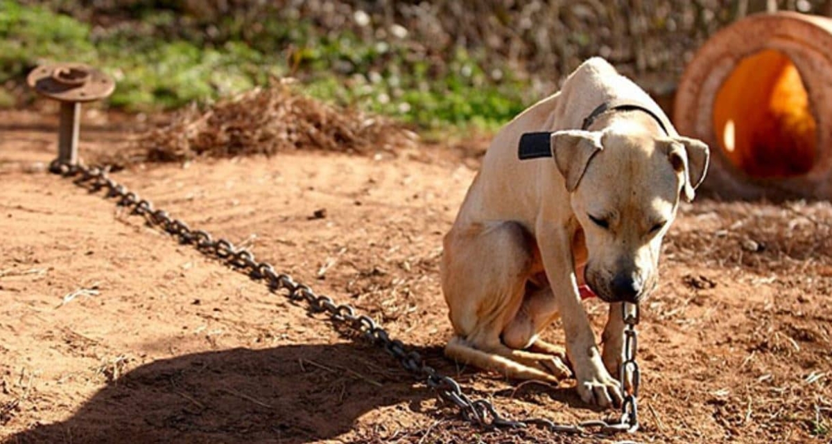 Nueva ley prohíbe amarrar perros en Texas, Estados Unidos
