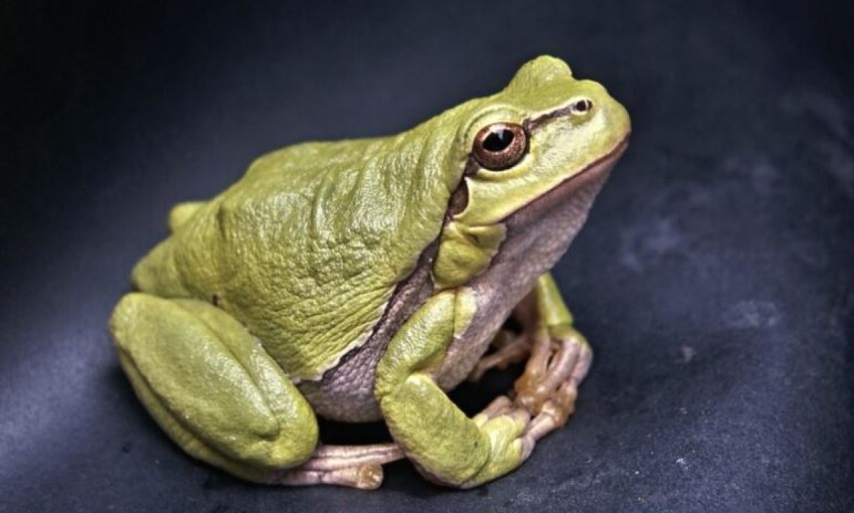 Especialistas estudian la regeneración de órganos y tejidos en animales