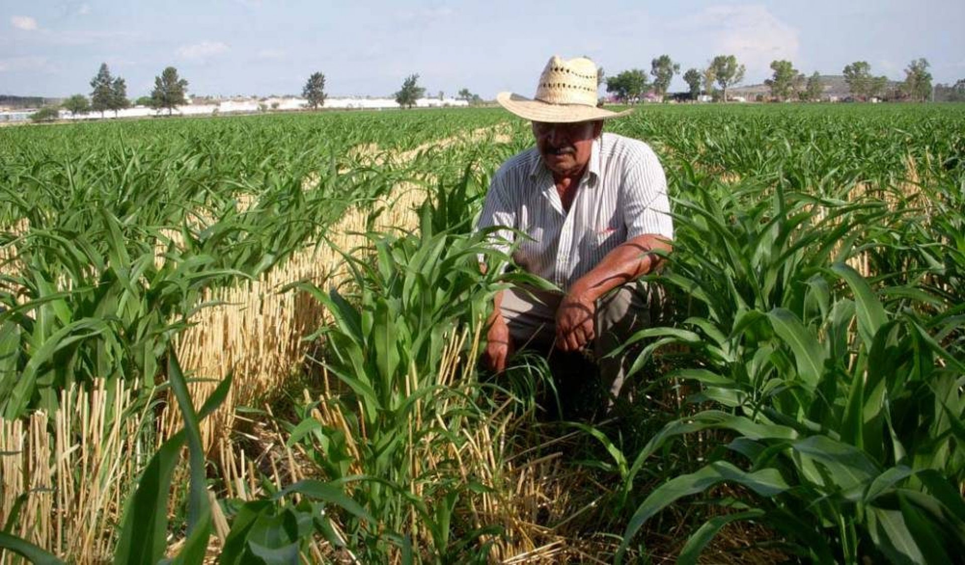 Reclaman a Sagarpa liberación de recursos para el campo