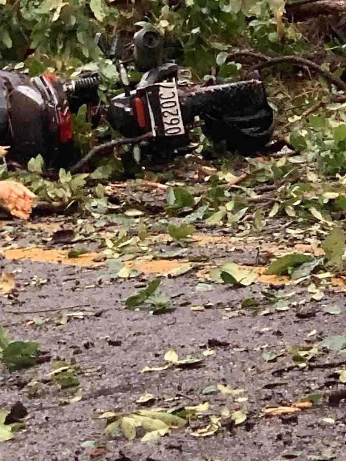 Fallece motociclista al caerle un árbol encima
