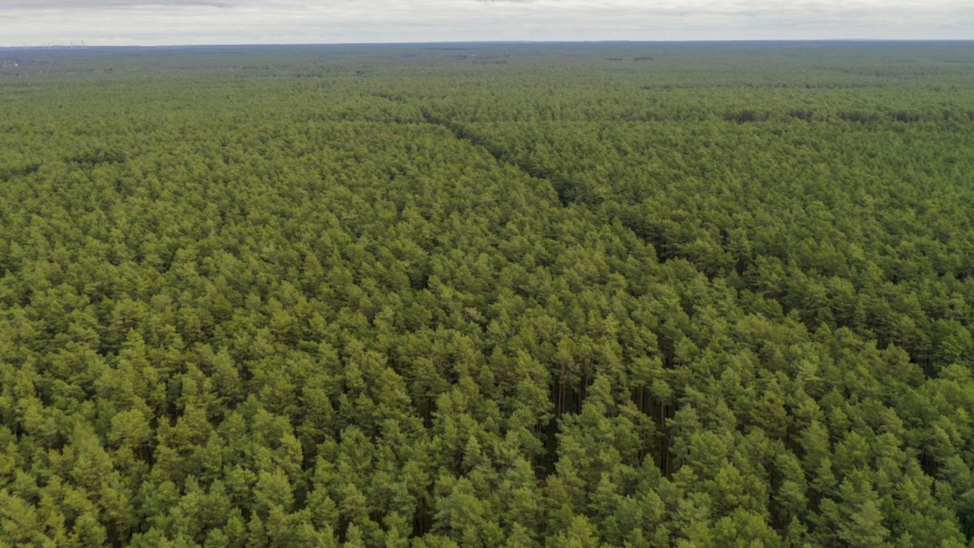 ¿Por qué plantar un billón de árboles no salvará al planeta del calentamiento global?