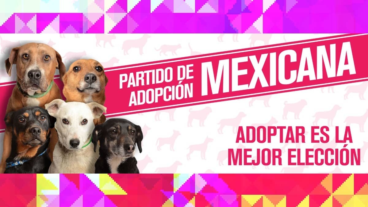 "Lamidas, no mordidas": Crean Partido de la Adopción Mexicana
