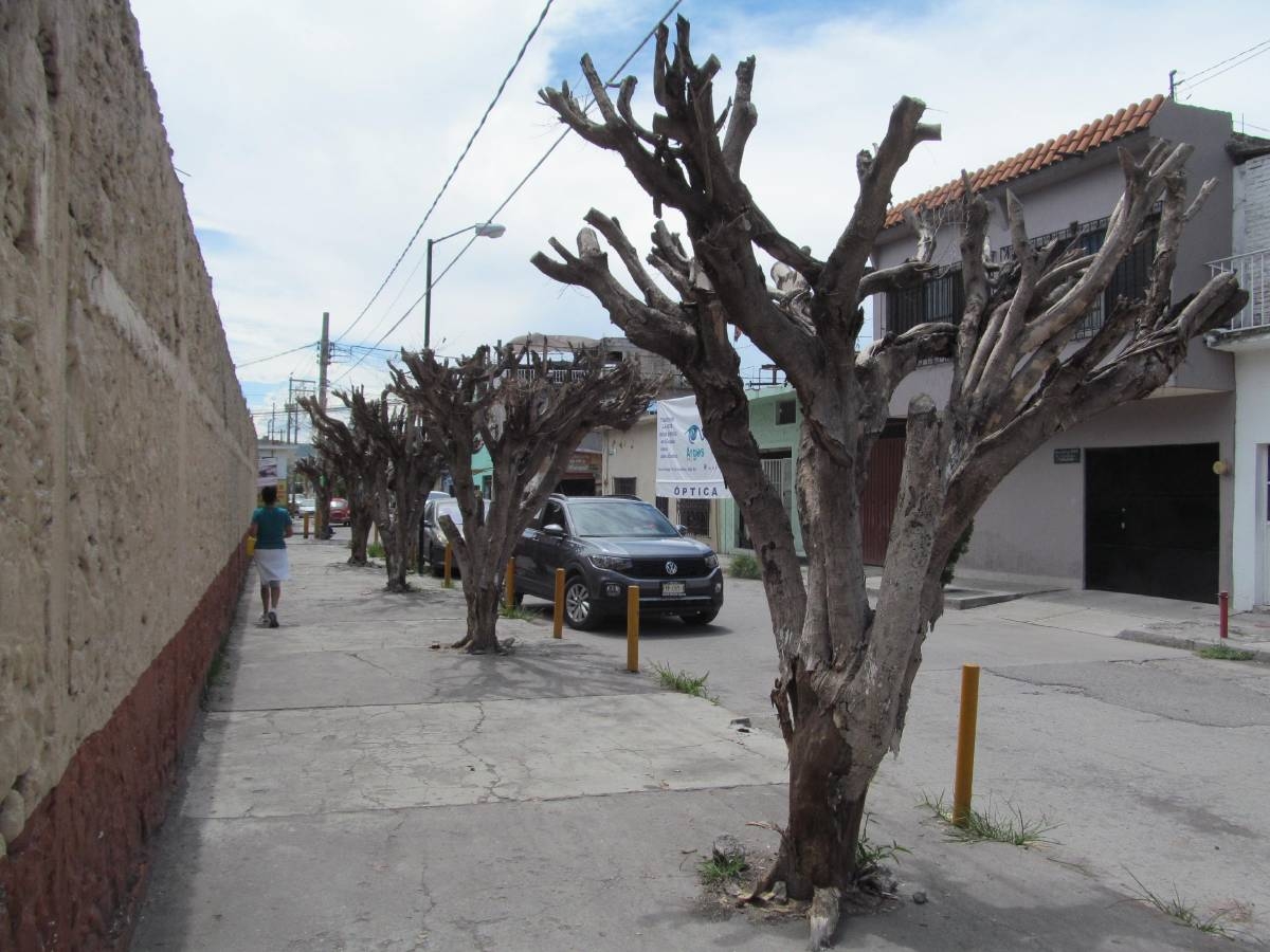 Fila de árboles en primaria de Jojutla se secó por mala poda