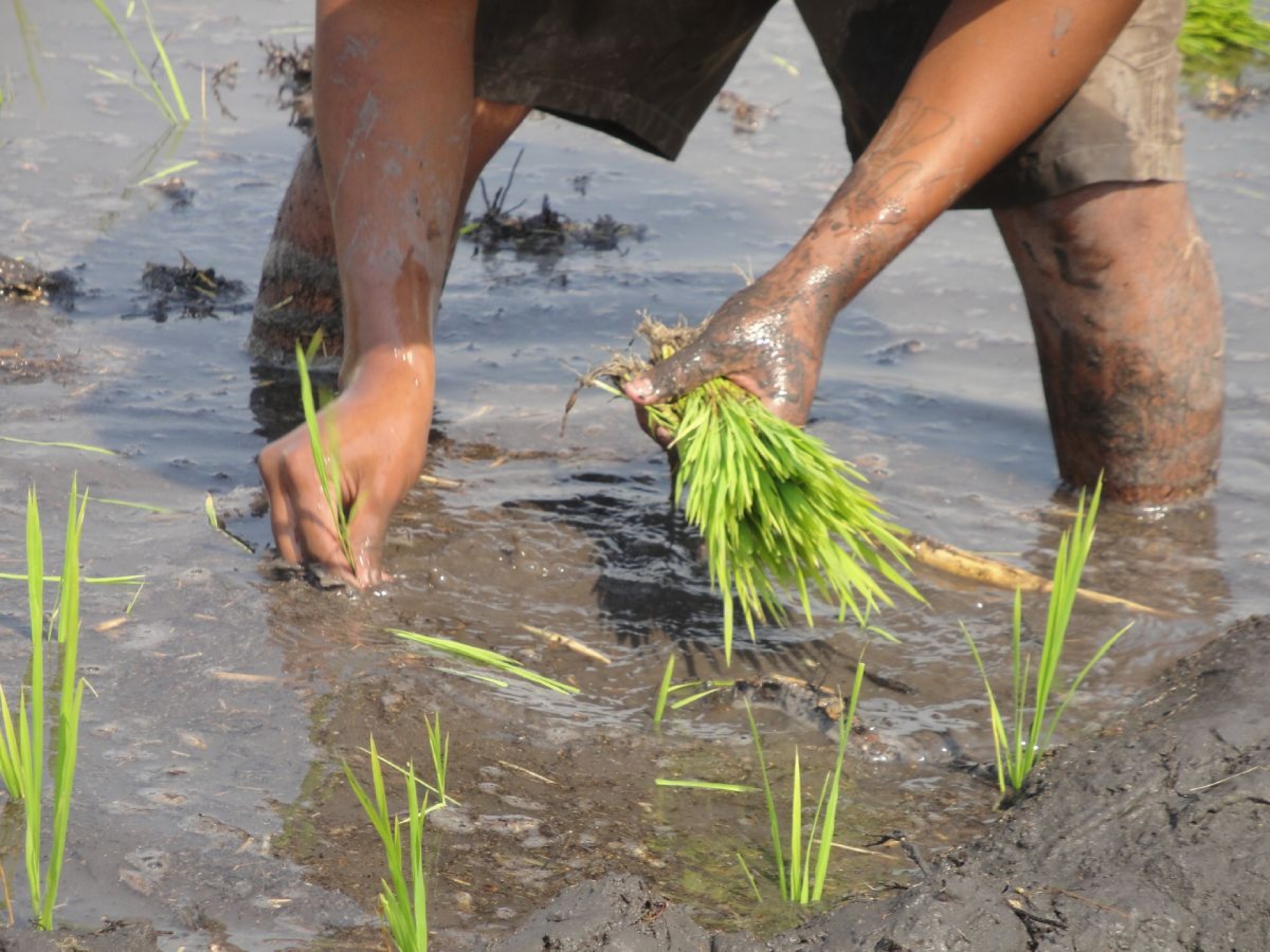 El ciclo del cultivo del arroz del Estado de Morelos