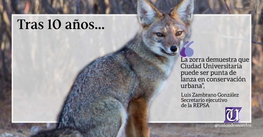 Encuentran un ejemplar de Zorro Gris en la reserva ecológica de la UNAM