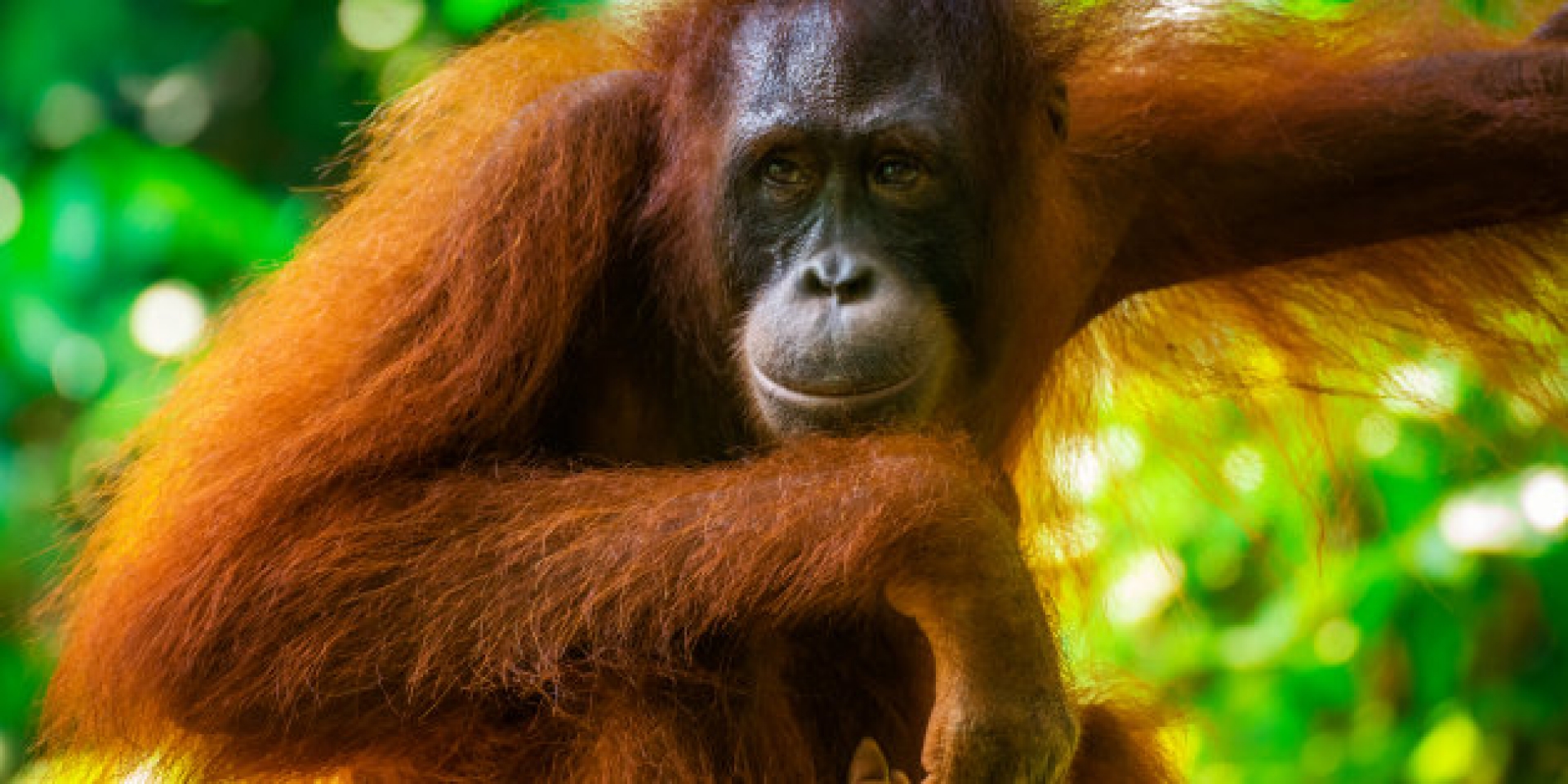 Los humanos no son los únicos que saben del poder medicinal de algunos elementos de la naturaleza