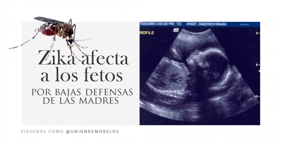 Zika afecta a los fetos por bajas defensas de las madres