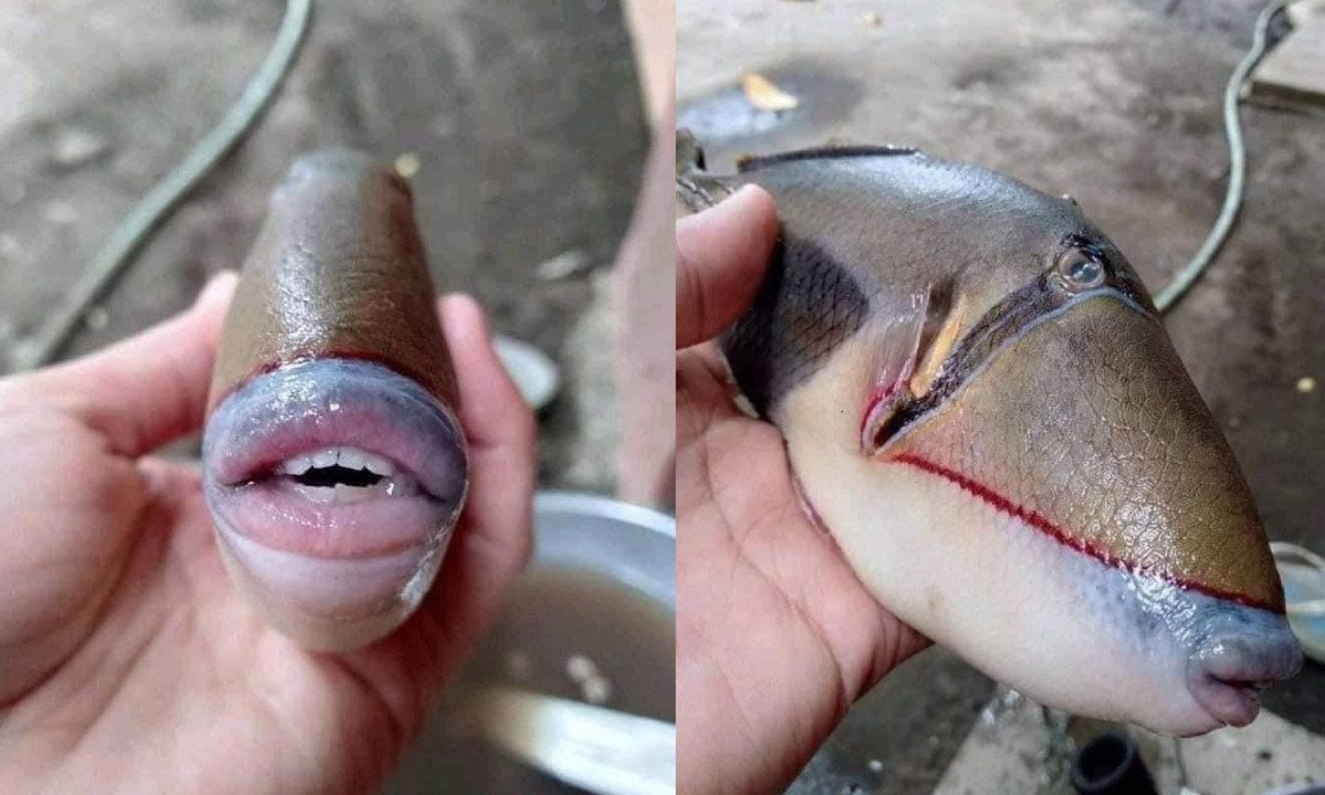 Pez de sensuales labios conquista redes sociales y se vuelve viral