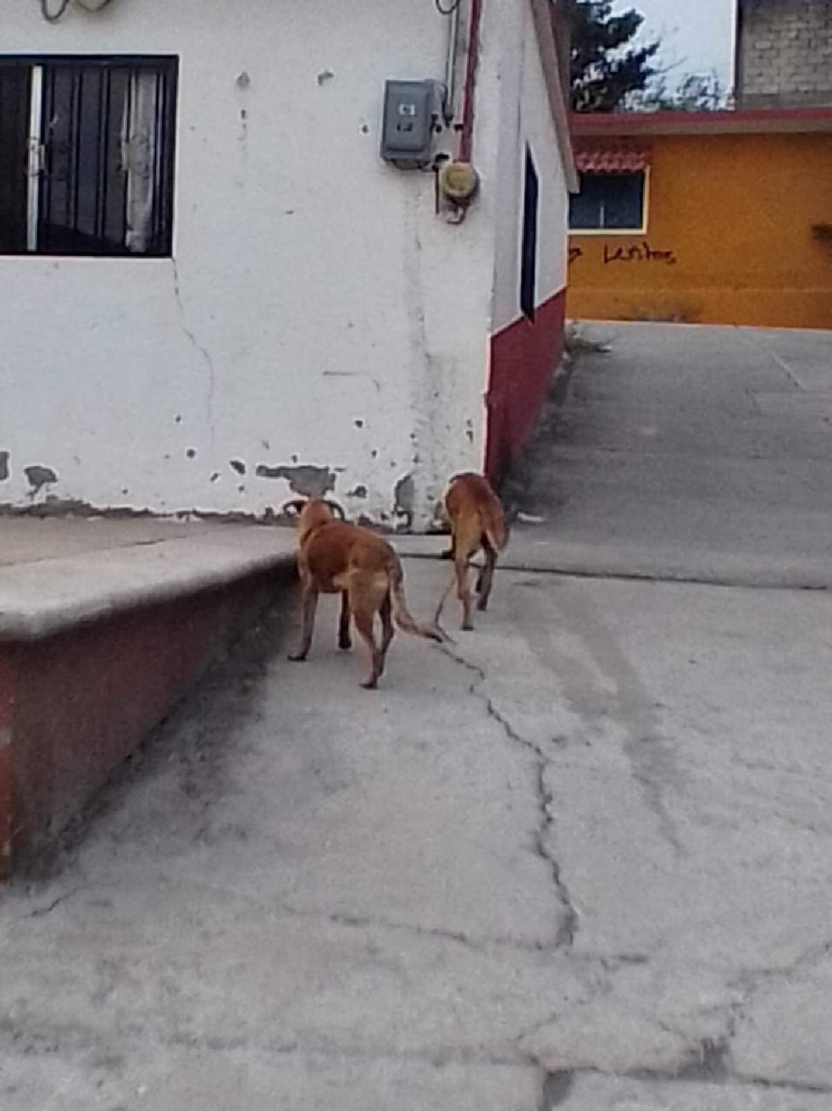 Hay plaga de pulgas y garrapatas en colonia de Jojutla