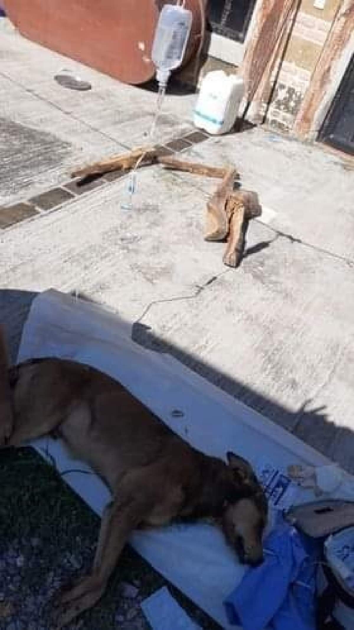 Piden castigo para quienes atacaron a balazos a un perro