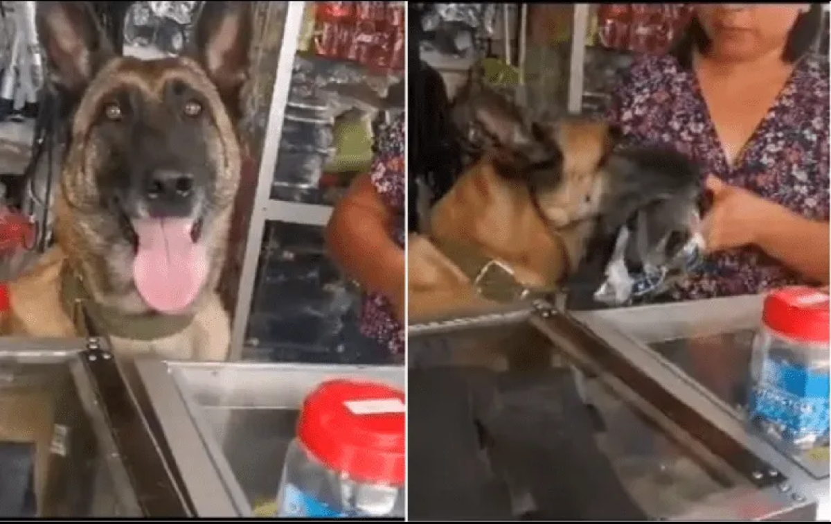 ¡Bono a la mejor empleada! Perrita atiende ferretería y se gana a los clientes