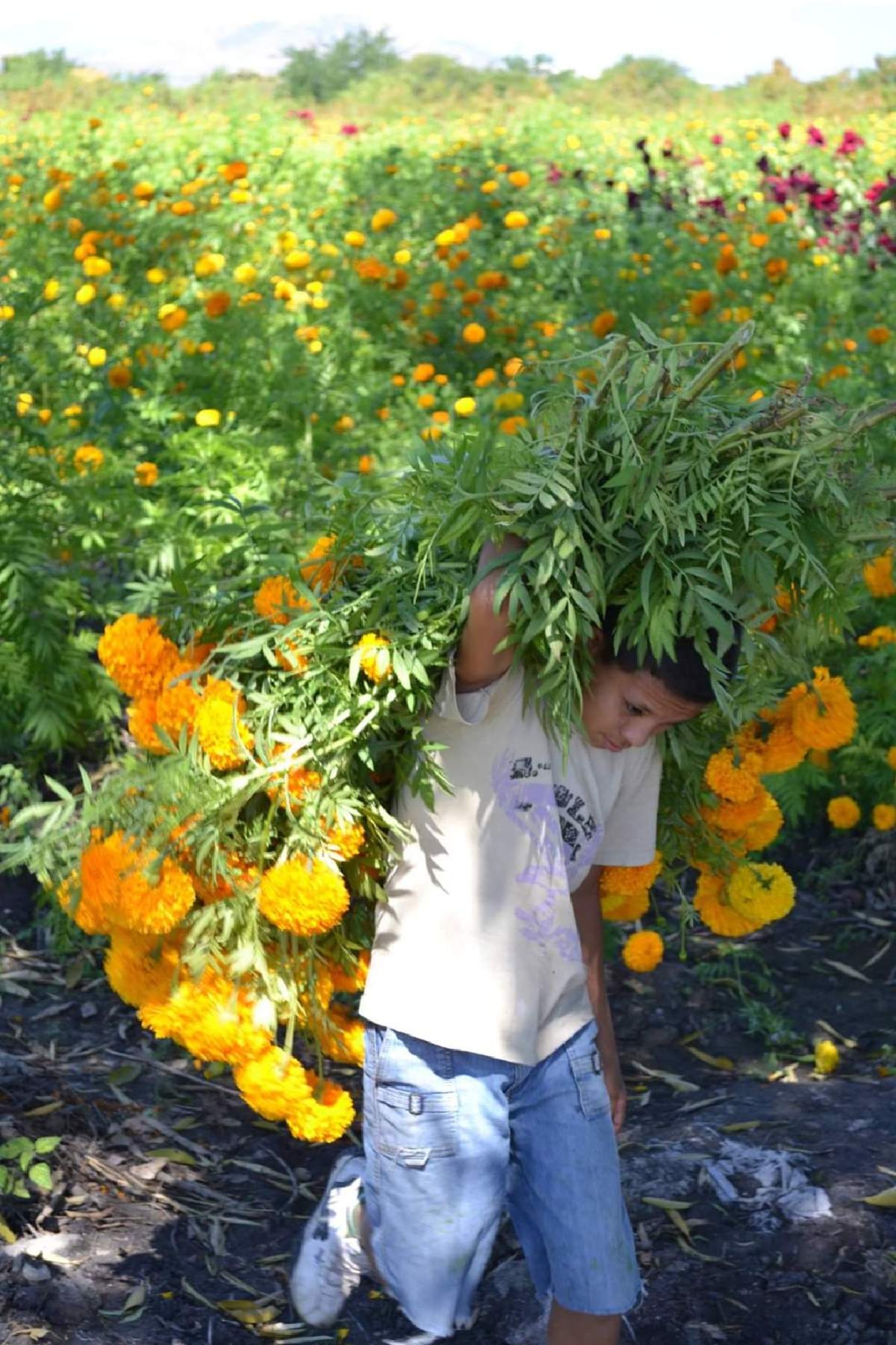 Productores ixtlecos de cempasúchil, listos para Día de Muertos