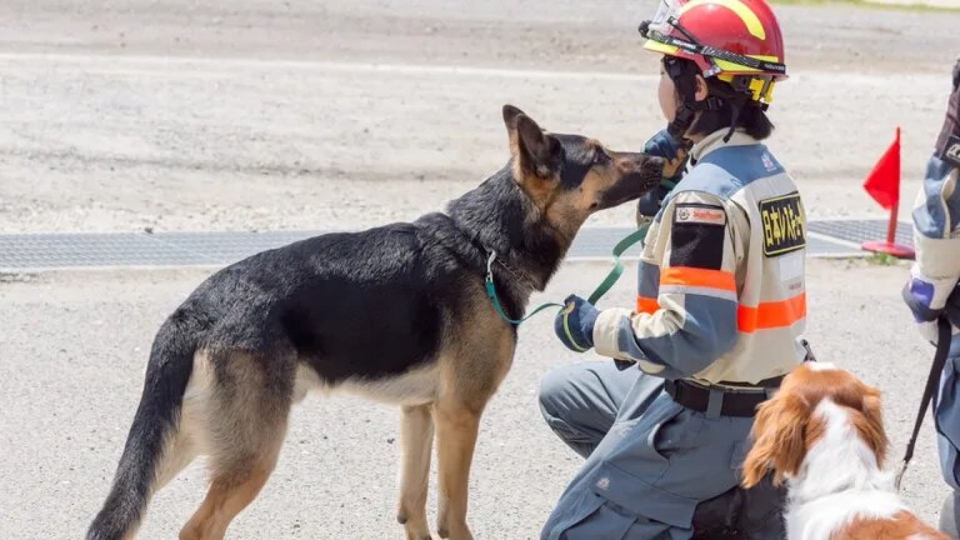 Perro rescata a anciana atrapada por terremoto en Japón