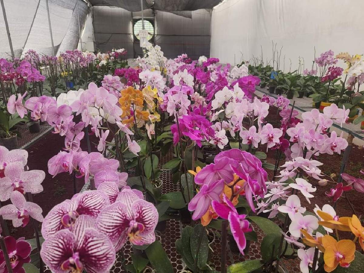 Lenta, la recuperación de los productores de flor y plantas ornamentales