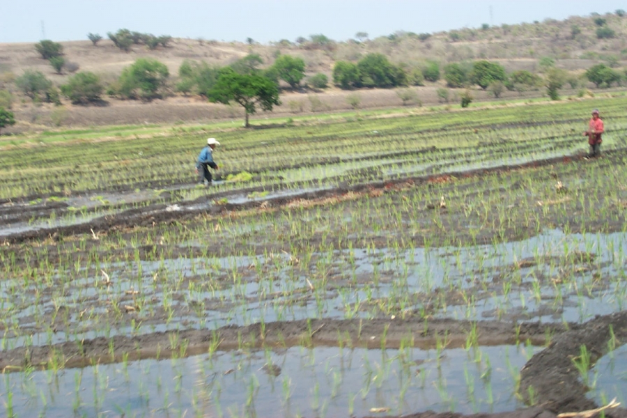 Adverso panorama para la agricultura por el bajo almacenamiento de agua en presas