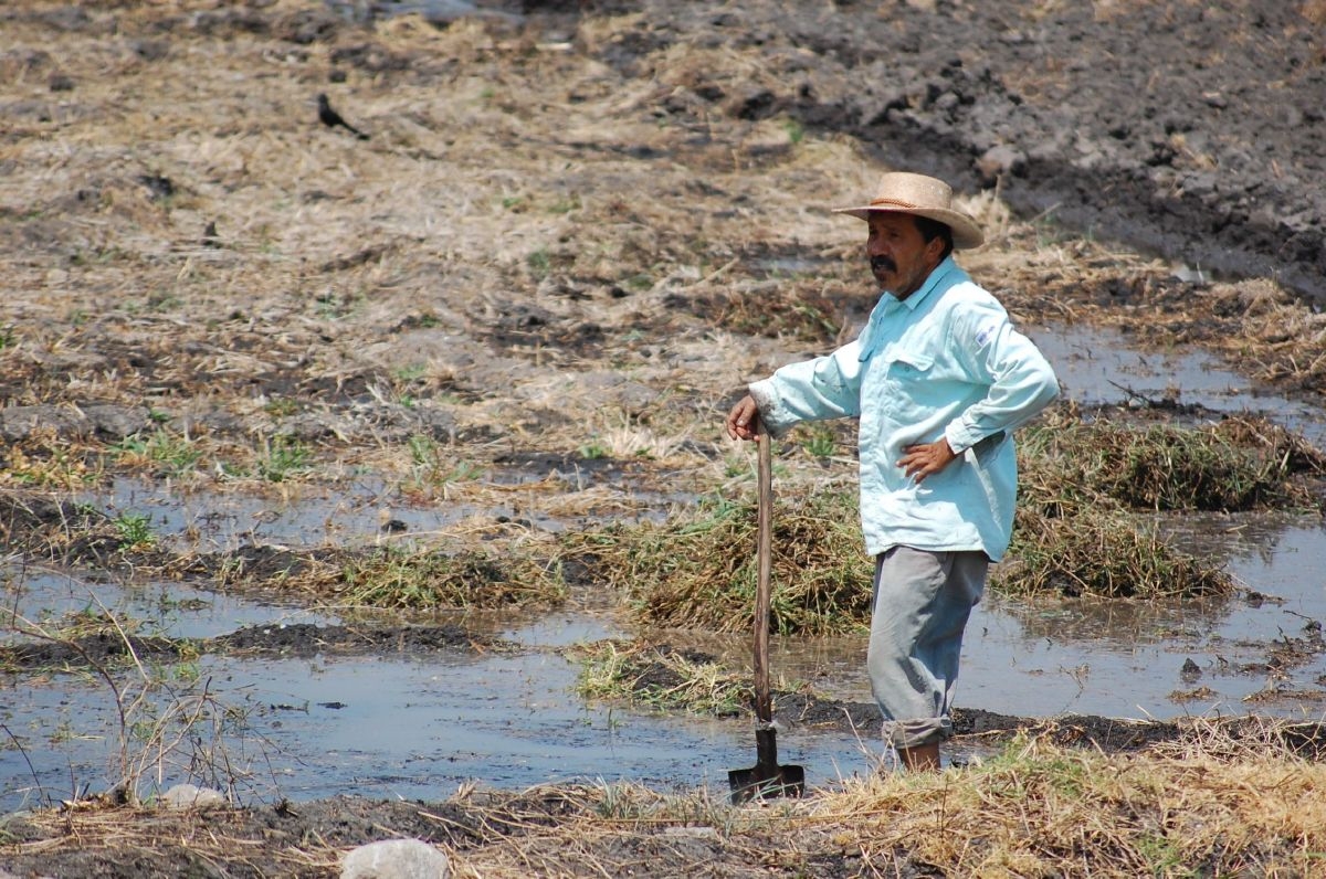 Arroceros de la región sur buscan nuevas variedades resistentes al cambio climático