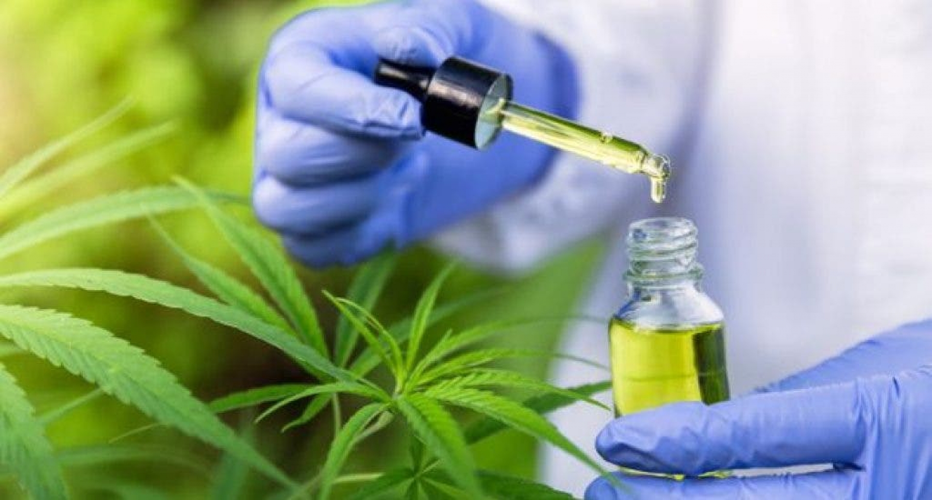ONU reconoce oficialmente, propiedades medicinales del Cannabis