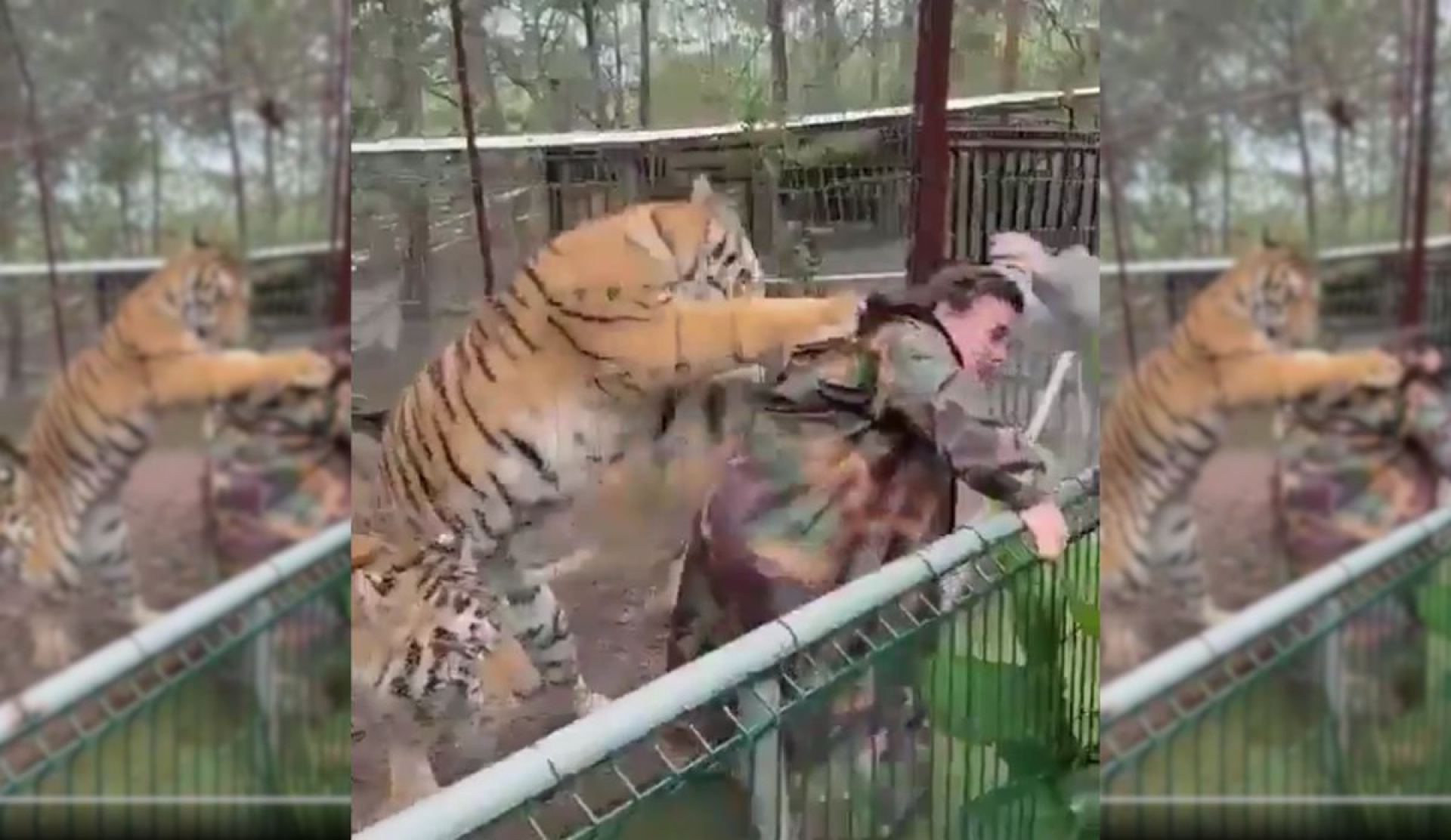 Viral: Tigre 'apresó' a su veterinaria en parque de Mazamitla, Jalisco