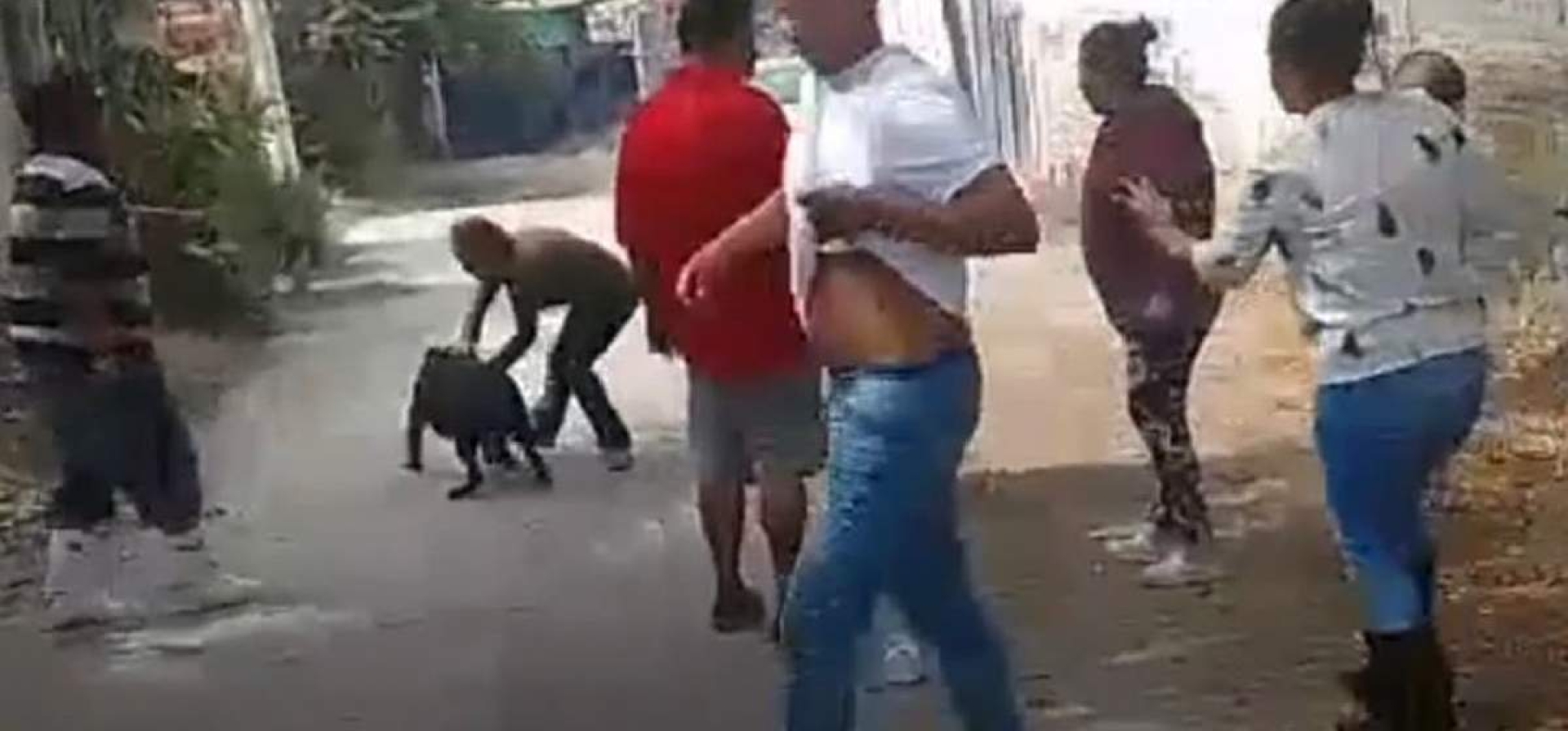 Grave, adolescente atacada por un perro