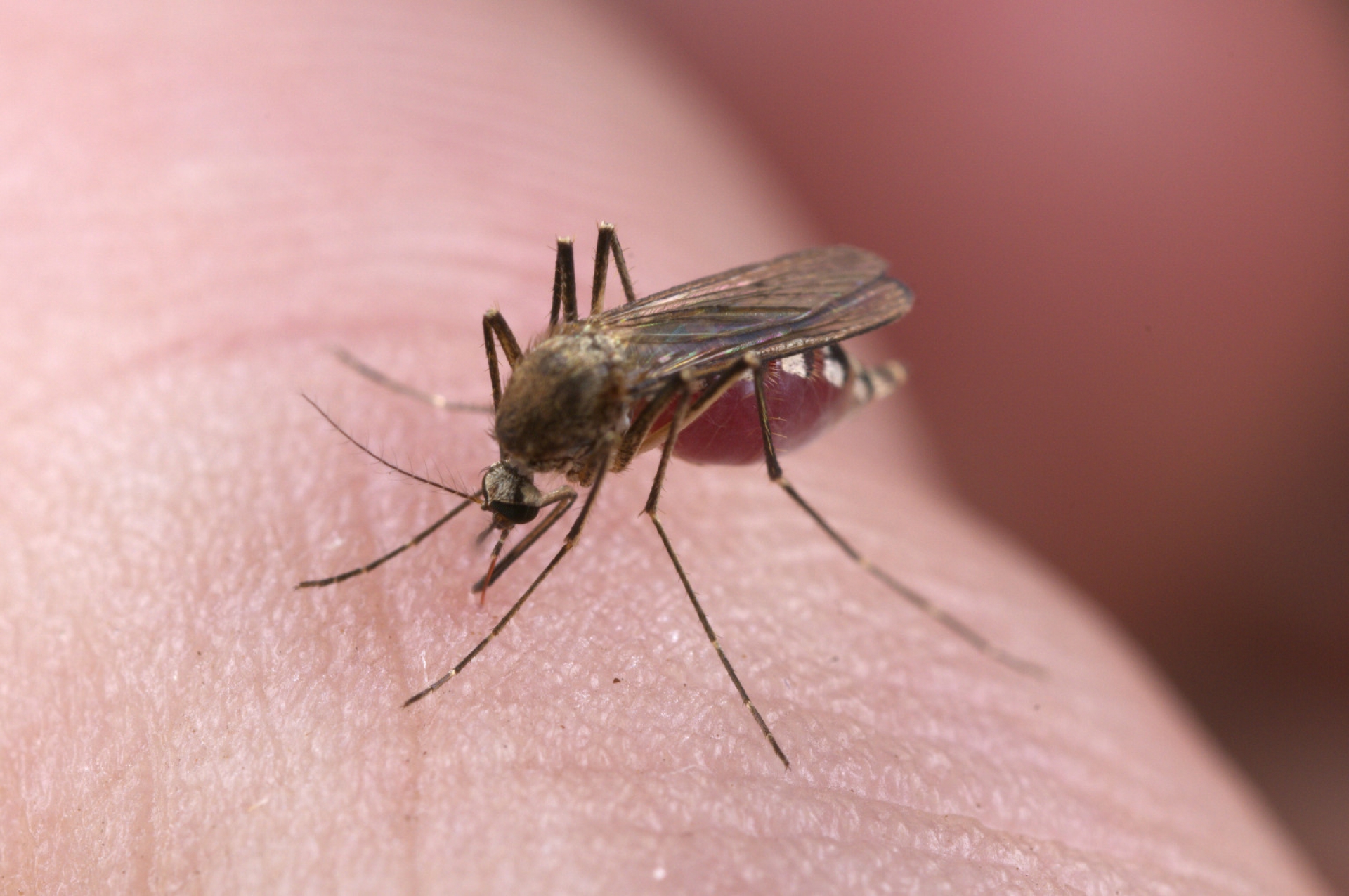 Sigue al alza tendencia de casos de dengue