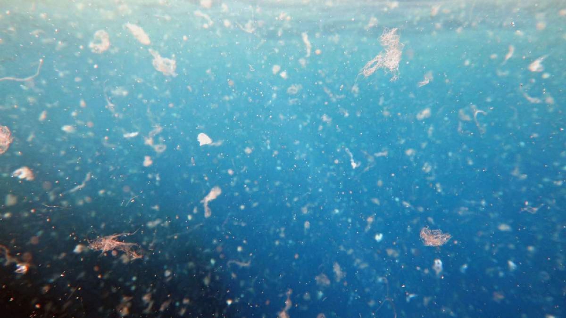 Microplásticos: un problema ambiental y de salud se convierte en un área de oportunidades