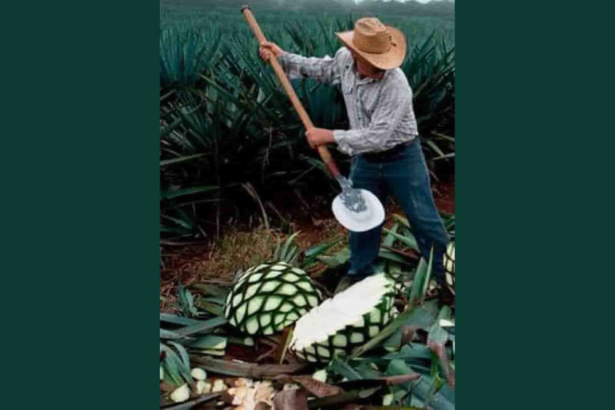 Buscan fortalecer la producción de destilado de agave en Miacatlán