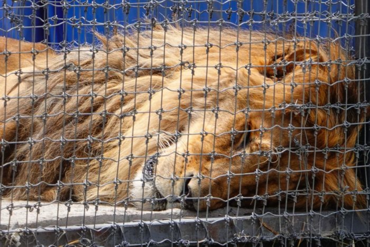 Caso Black Jaguar-White Tiger | Urgen a Profepa a trasladar felinos tras clausura de 'santuario'