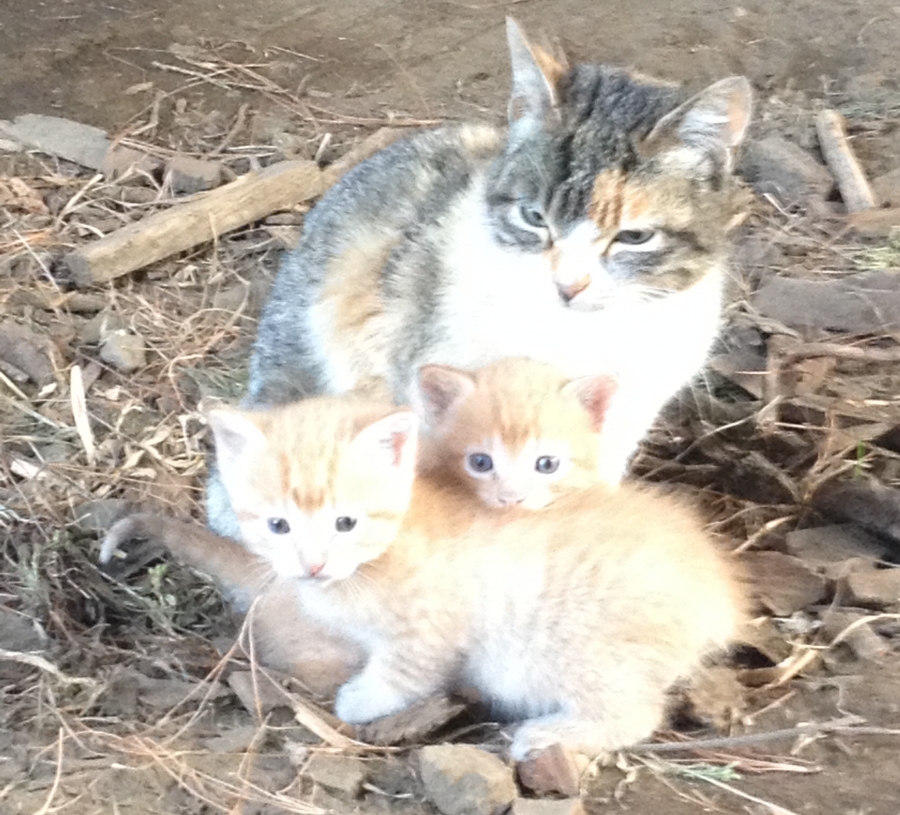 La gata con los gatitos