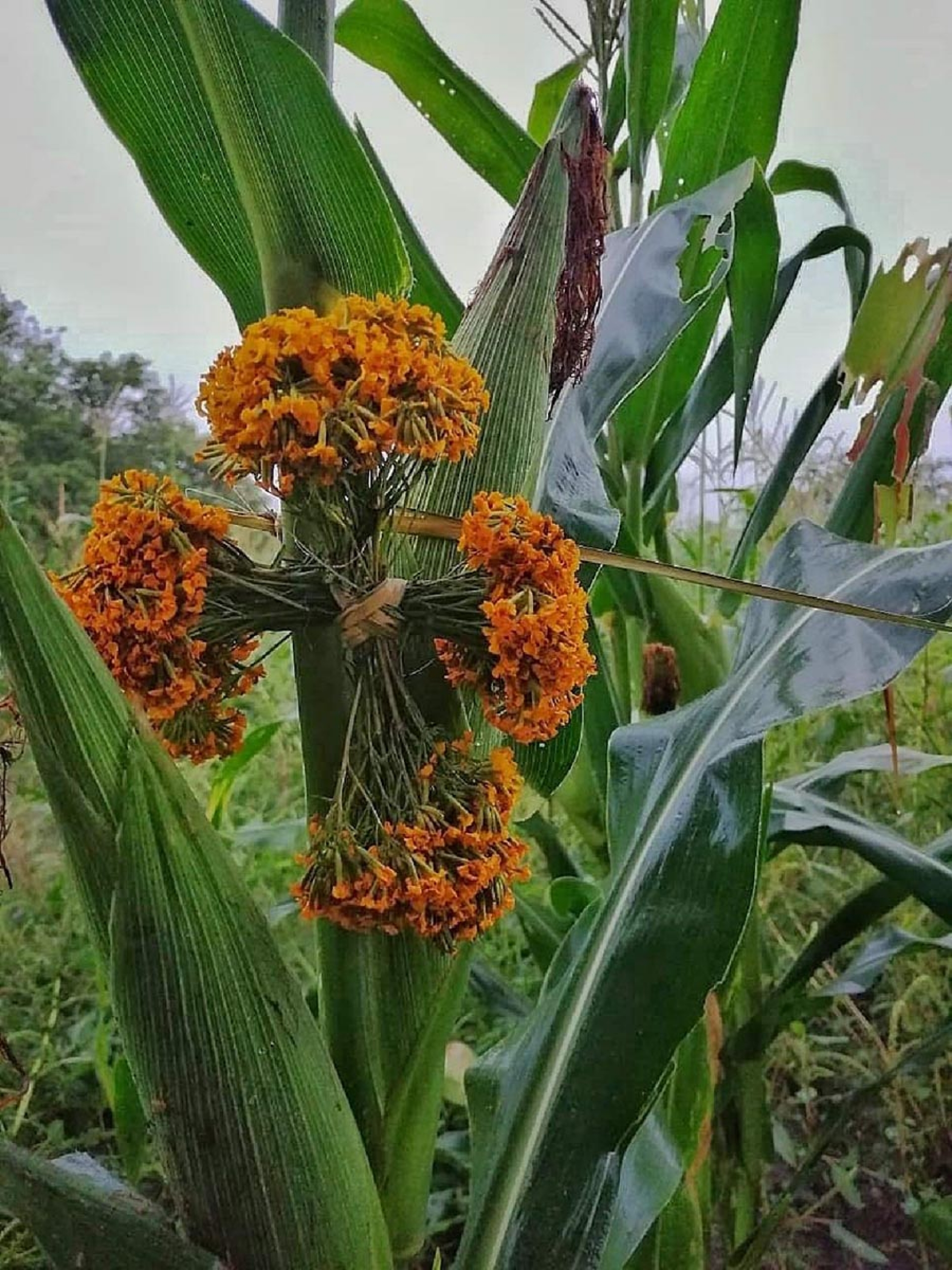 Pericón, la flor que protege de los malos aires en Coatetelco