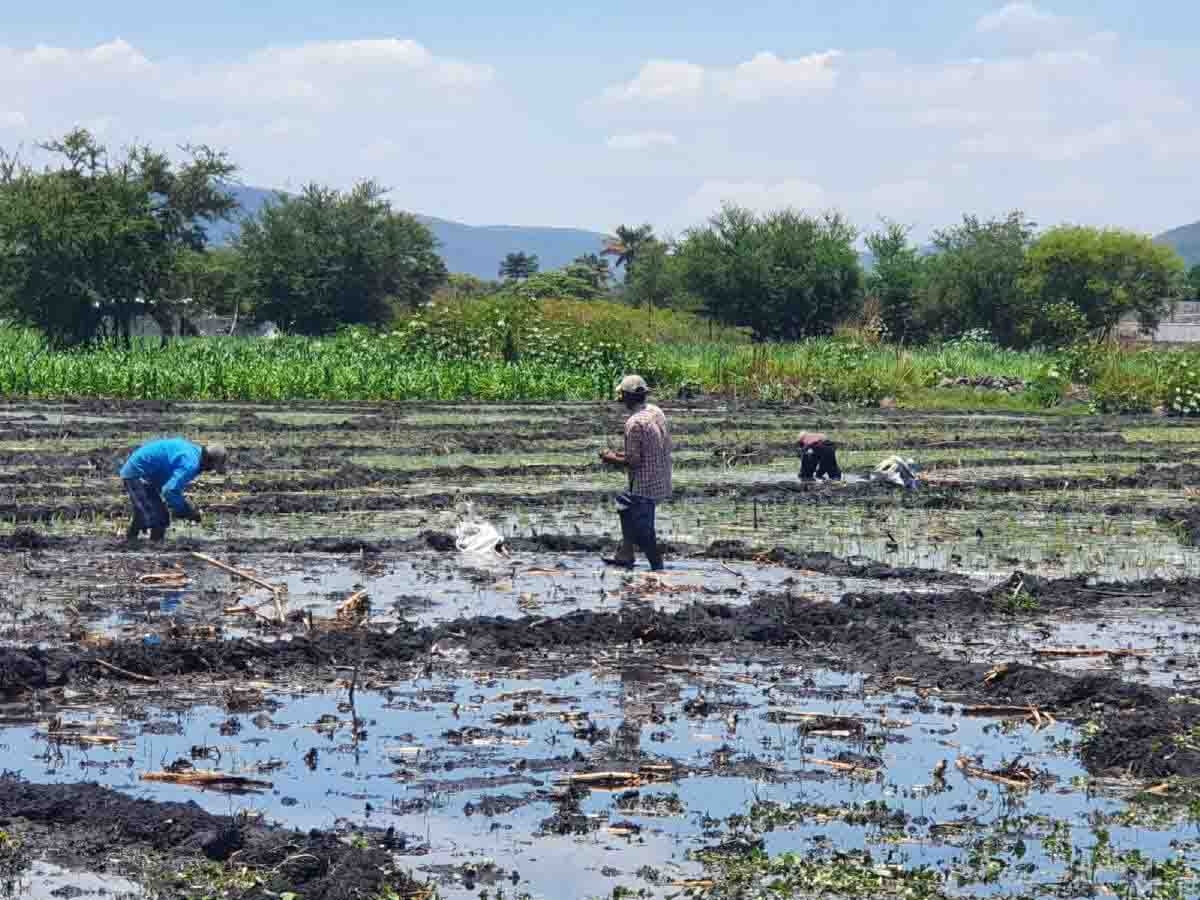 Disminuirá producción de arroz en Jojutla este año