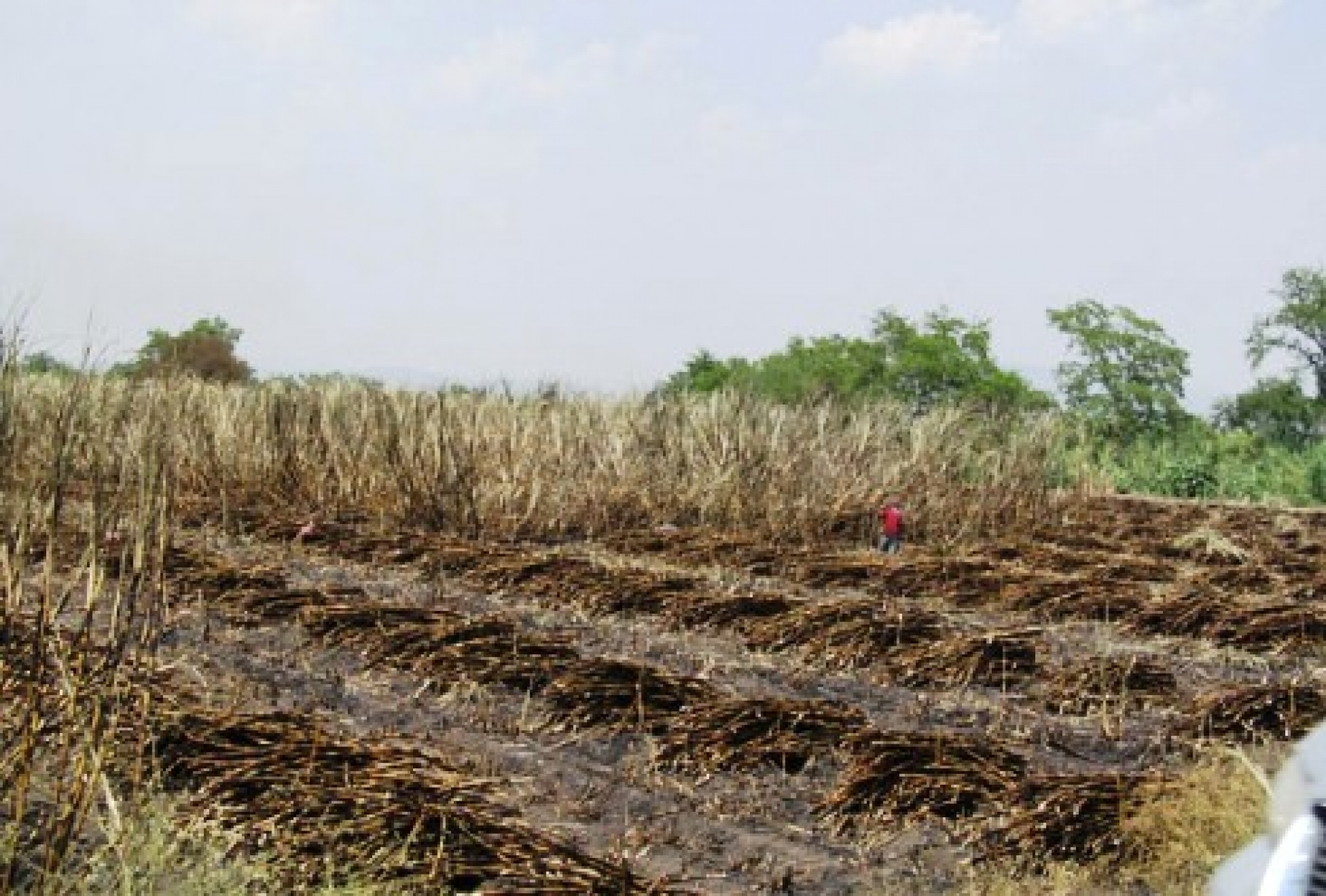 Cañas accidentadas afectan calidad de la producción en el IEZ