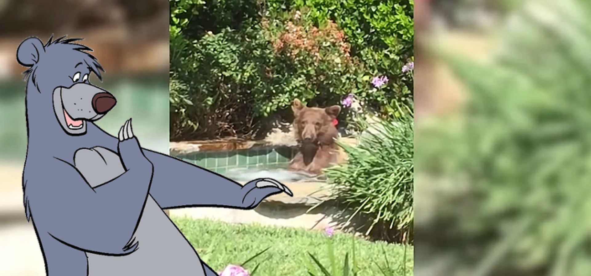 Este oso se cuela en un jacuzzi, ¡y nos da una lección de cómo disfrutar la vida!