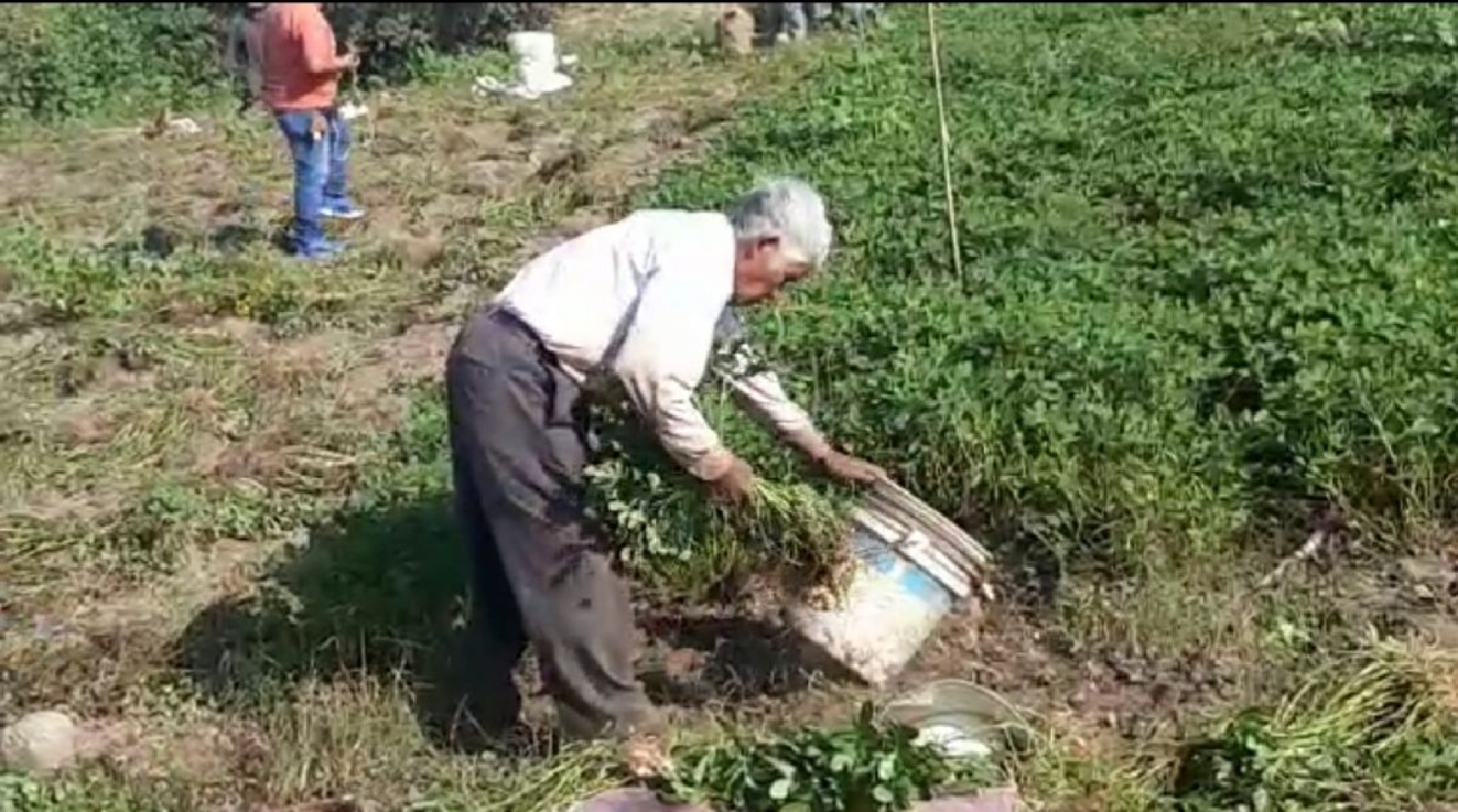 Productores cacahuateros de Tetelpa lograron buena cosecha