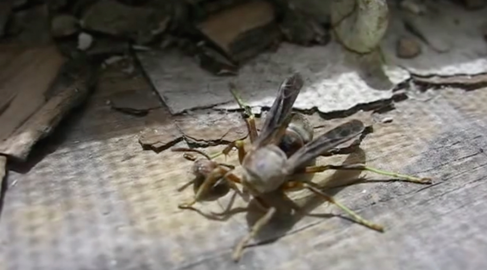Captan en video a una avispa decapitada recoger su cabeza del suelo