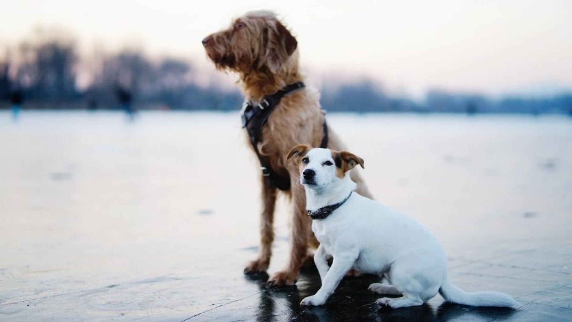 El tamaño de tu perro revela qué tan inteligente es; lo dice la ciencia