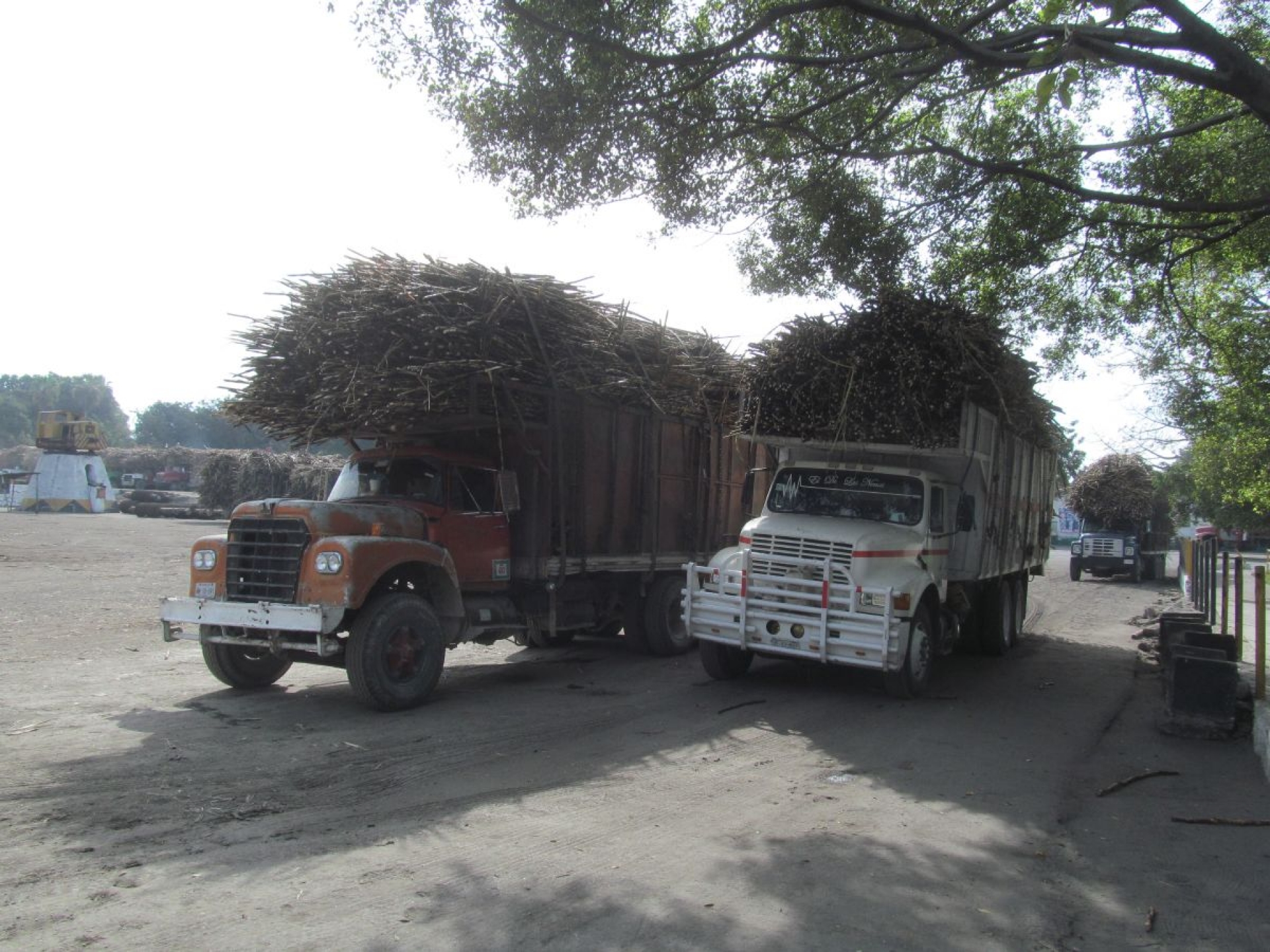 Paro en el IEZ no afectará a productores de caña