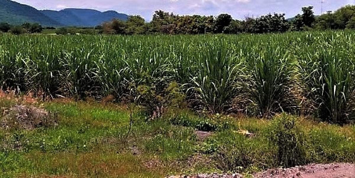 Productores de caña de Casasano plantean cambios para la próxima zafra