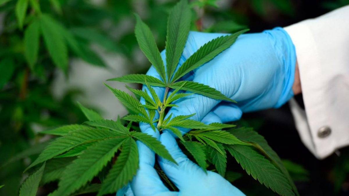 Senado aprueba dictamen para el uso lúdico de la Marihuana