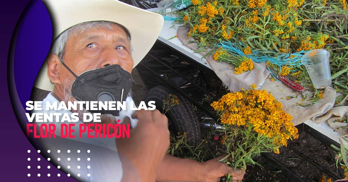 Se mantienen las ventas de flor de pericón