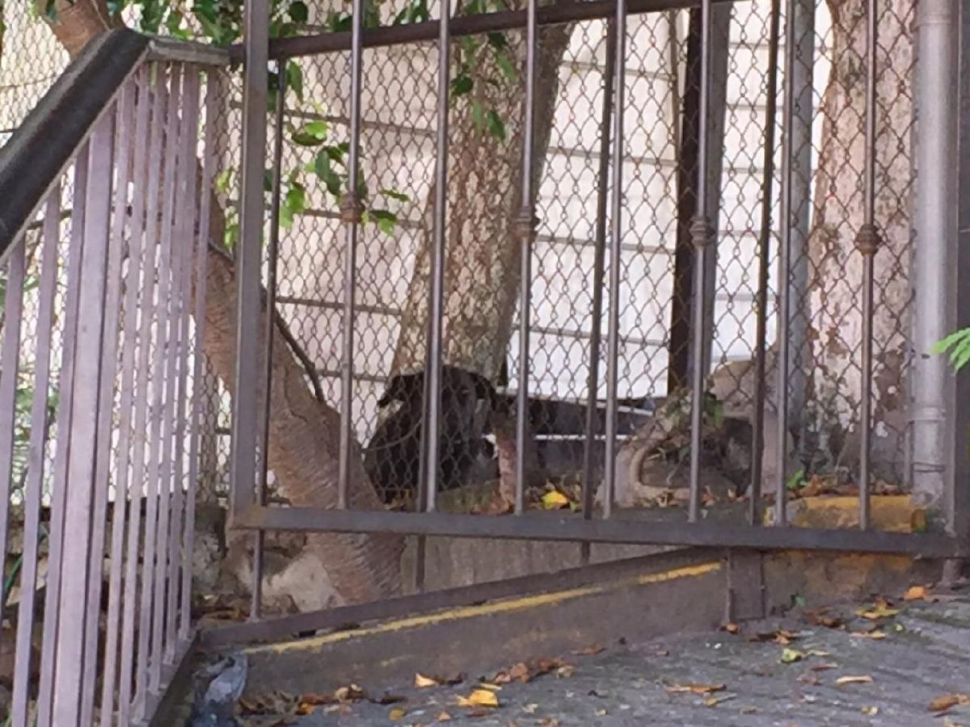 Vecinos se quejan por presencia de jauría en Las Águilas