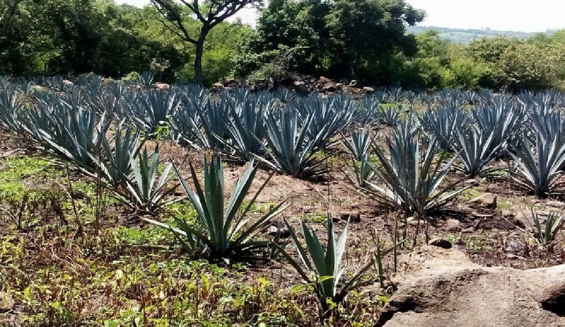 TLAJOTLA “Para todo mal, mezcal; para todo bien, también”