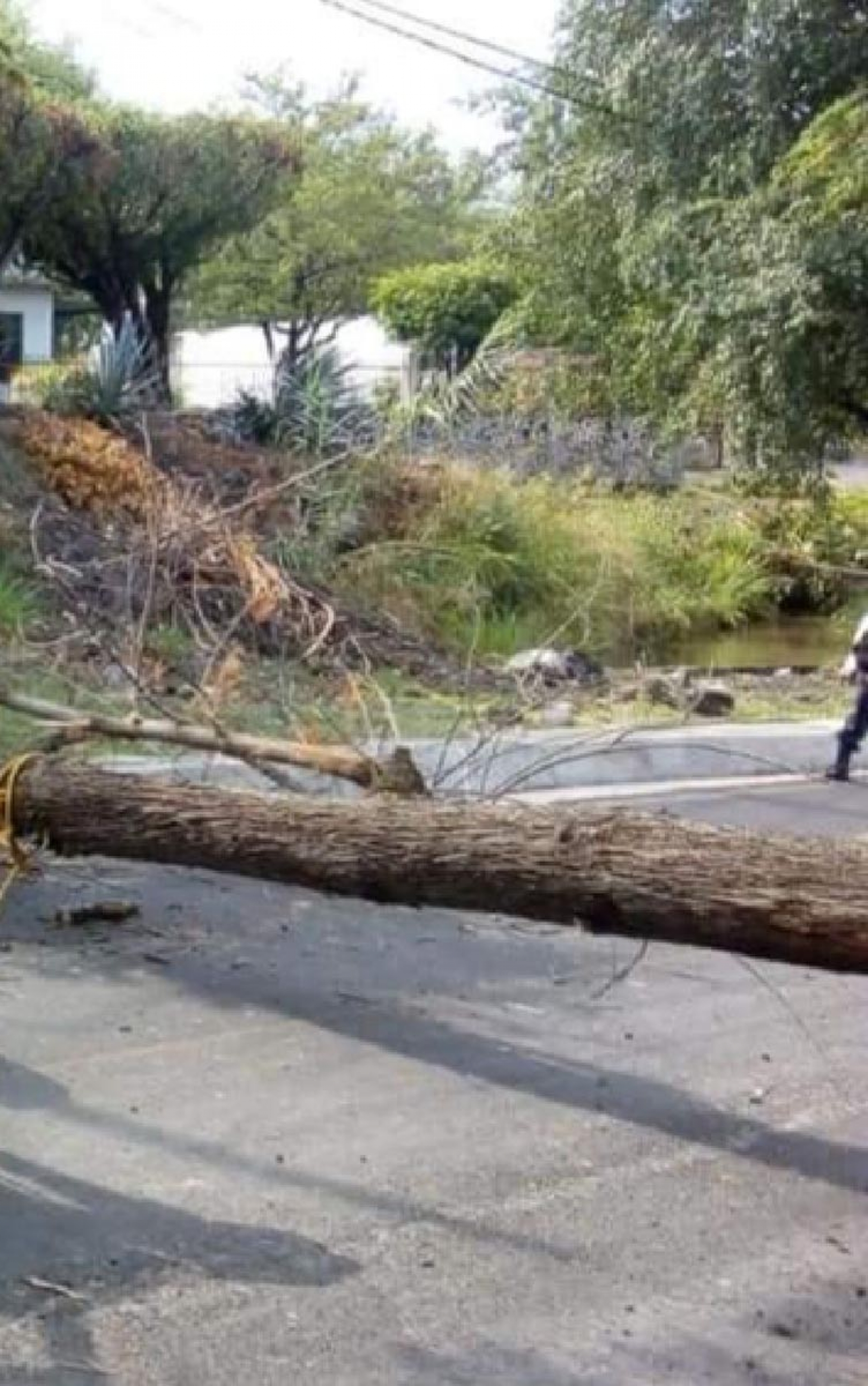 Lluvia dominical provocó caída de árboles