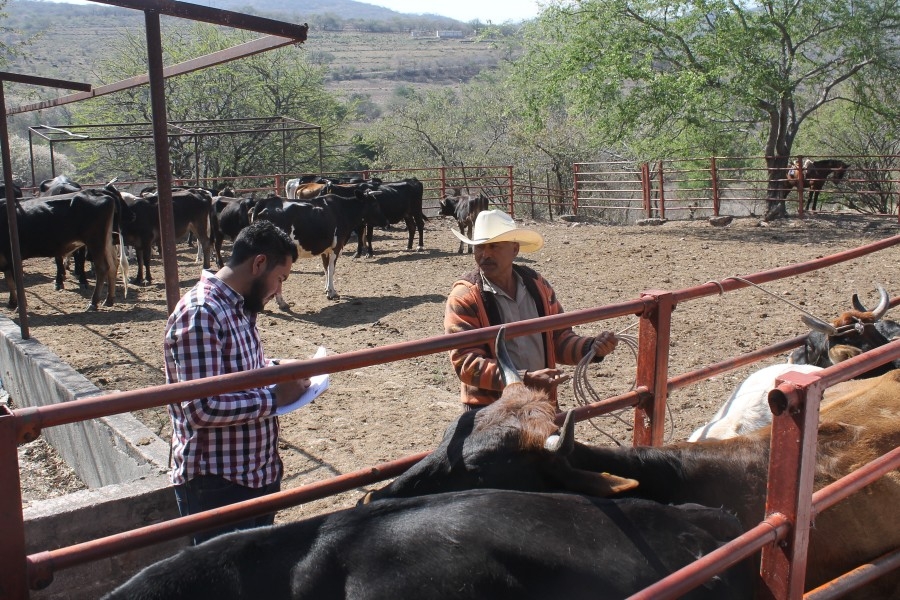 Breves del sur