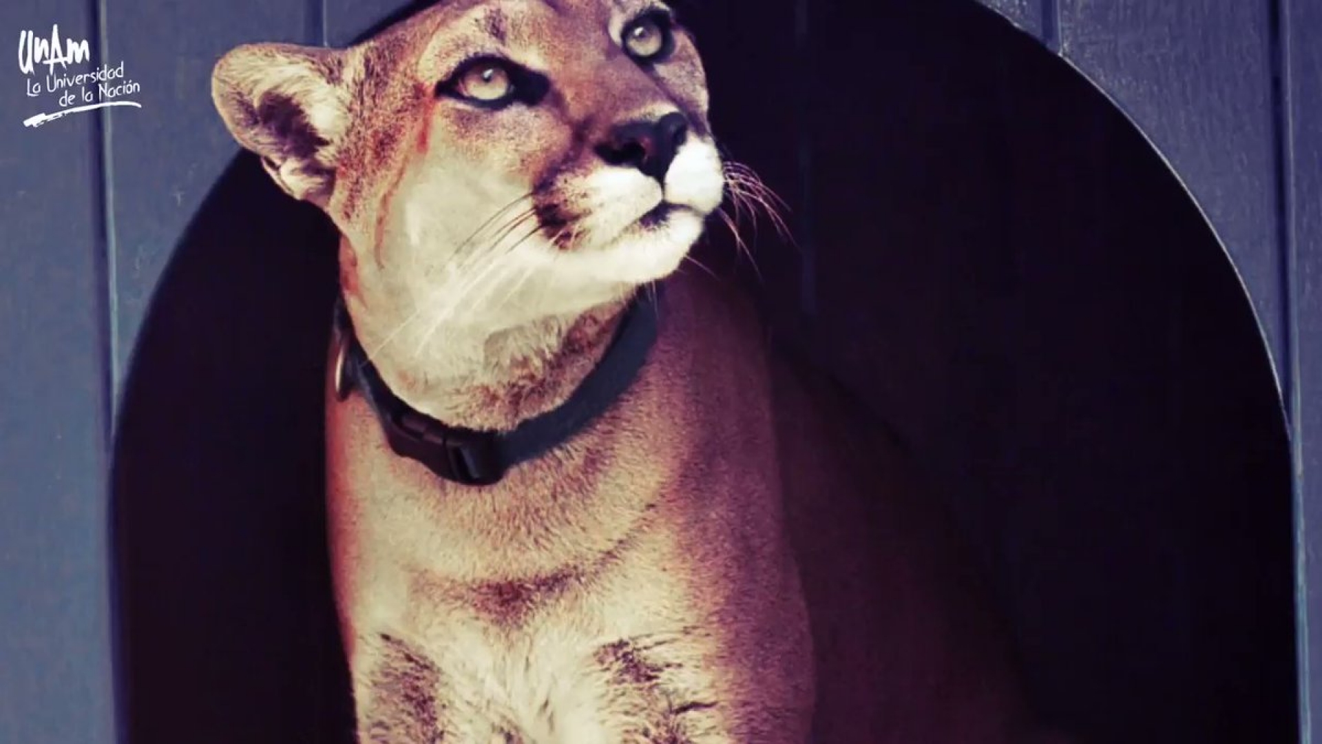 Falleció Miztli, la puma emblema de la UNAM
