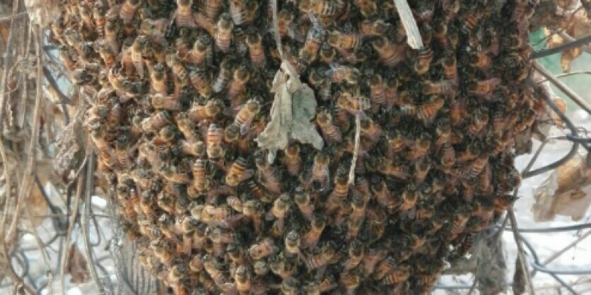 Retiran bomberos enjambre de abejas en la colonia Jacarandas