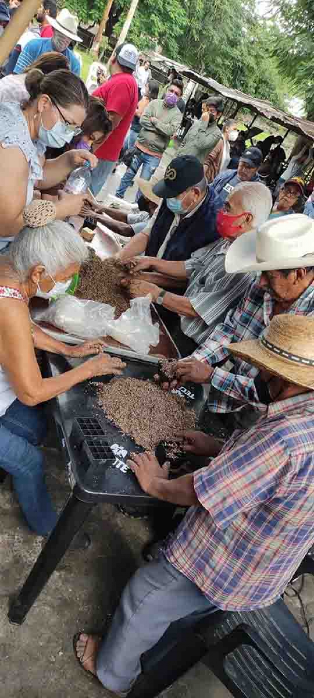 Interés en Tetecala por la siembra de marihuana