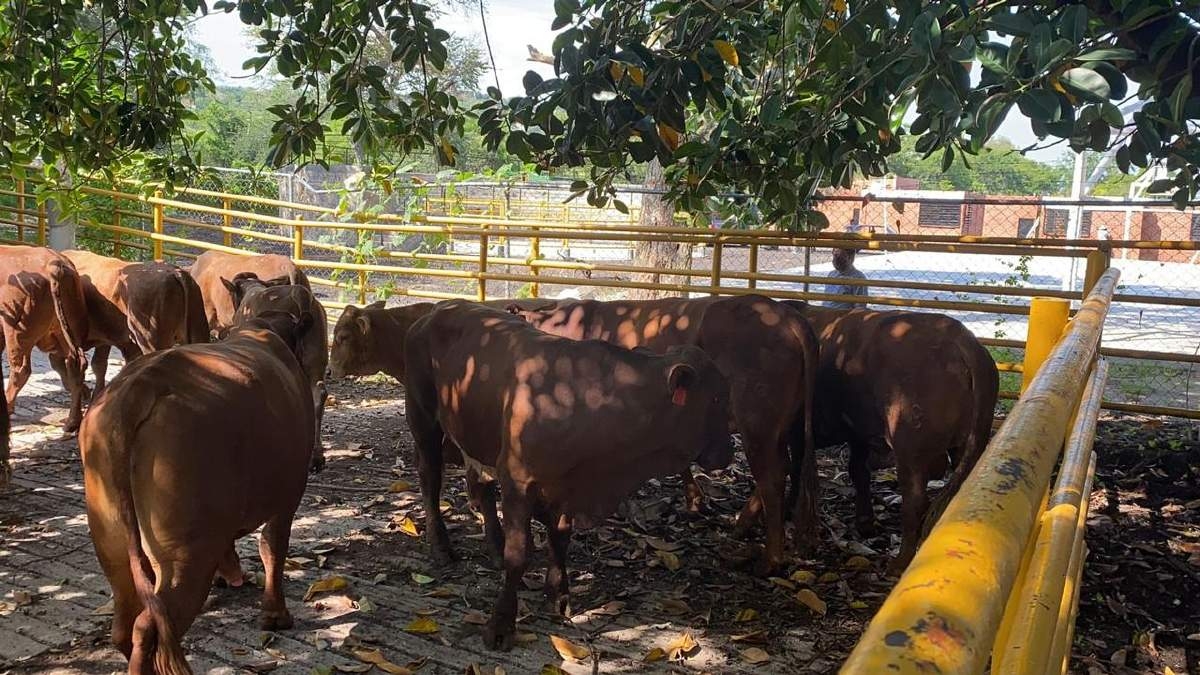 México, país con riesgo insignificante de Encefalopatía Espongiforme Bovina